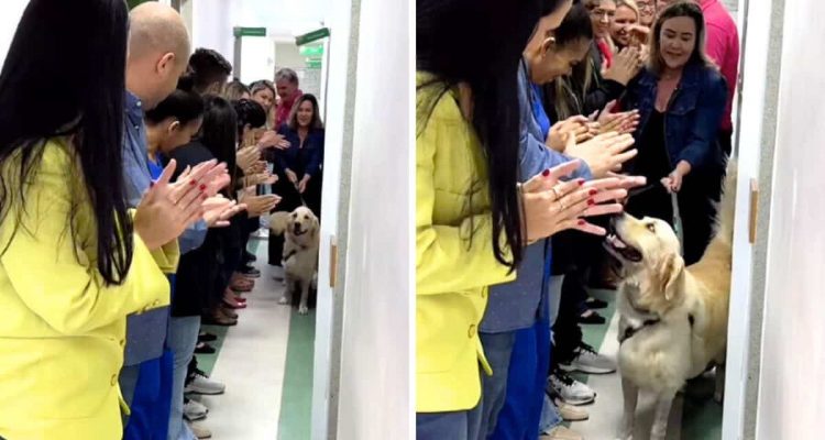 Angeschossener Hund muss 55 Tage im Krankenhaus bleiben: seine Tapferkeit beeindruckt alle zutiefst