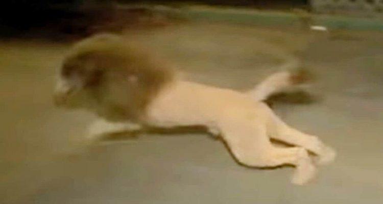 Anwohner wählen Notruf wegen Löwen auf der Straße - doch dann können sie nicht aufhören zu lachen