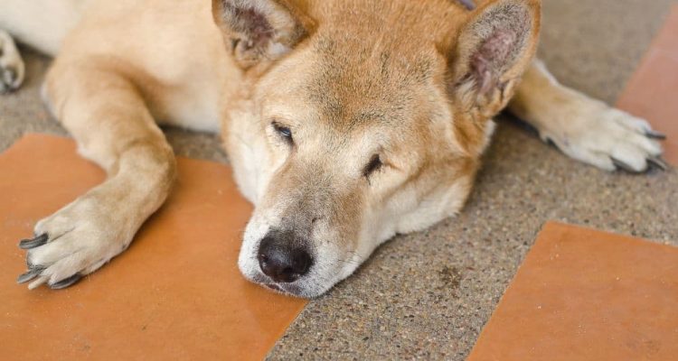 Anzeichen & Symptome Magendrehung Hund