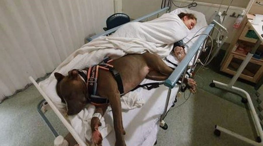 Assistenz-Hund rettet seinem Frauchen immer wieder das Leben - Berührende Geschichte geht viral