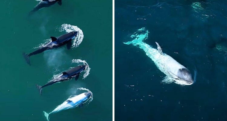 Atemberaubender Anblick: Video zeigt Orcas im Meer - einer der Wale hat ein ganz besonderes Aussehen