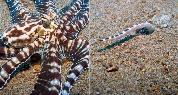 Atemberaubendes Schauspiel: Wo dieser riesige Oktopus sich vor Taucher versteckt, ist unfassbar