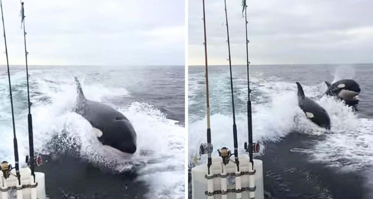 Atemberaubendes Video: Orcas liefern sich Wettschwimmen mit einem Motorboot
