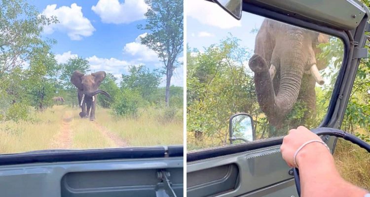 Auf Safari- Elefant rennt plötzlich auf Touristen zu - nur die Reaktion des Fahrers rettet sie
