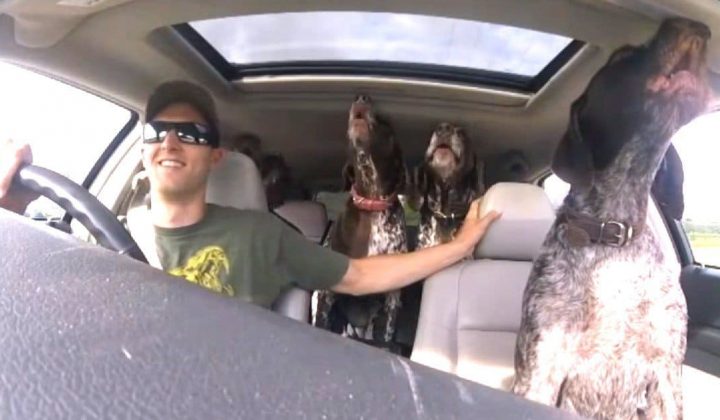 Auf der Autofahrt Wie diese Hunde reagieren, als sie erfahren, wohin die Reise geht, ist urkomisch