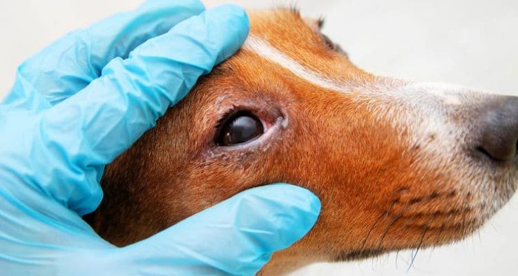 Auge beim Hund angeschwollen - 15 Ursachen