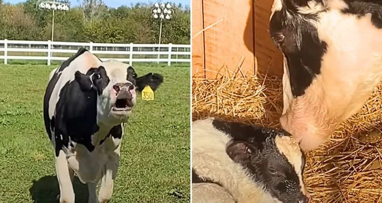 Ausgebeutete Milch-Kuh darf nach 10 Jahren endlich Mutter sein - Ihre Reaktion berührt das Herz