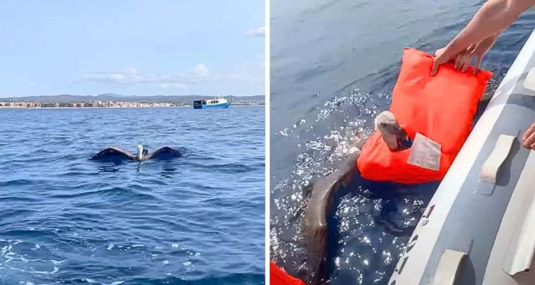 Außergewöhnliche Rettungsaktion – Männer sind überrascht, als sie dieses Tier mitten im Meer sehen