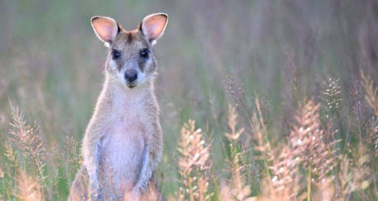 Australischer Besucher hüpft durch Brandenburg