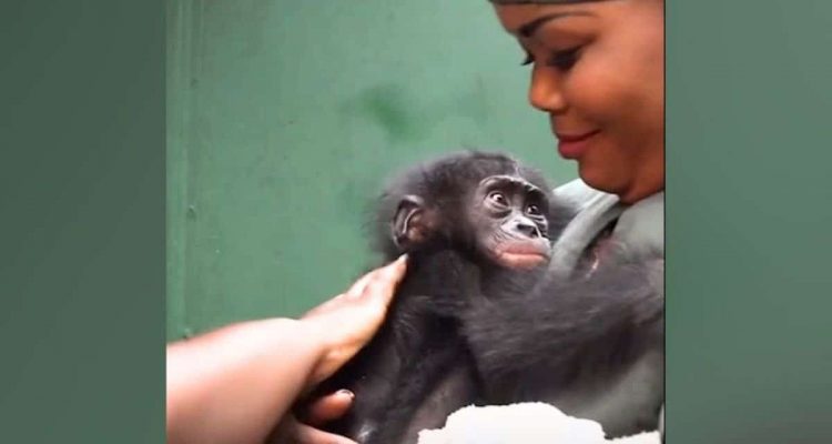 Baby-Affe wird von Schwarzmarkthändlern entführt - doch diese Begegnung wendet sein Schicksal