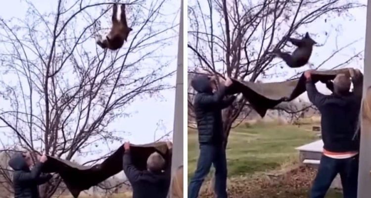 Baby-Bär droht vom Baum zu fallen - Was 3 Männer dann tun, macht sie auf der ganzen Welt zu Helden