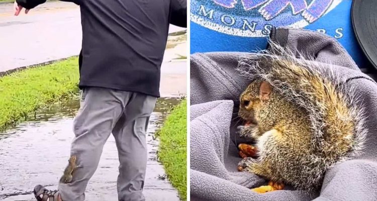 Baby-Eichhörnchen in großer Gefahr – So genial rettet ein Held das kleine Tier