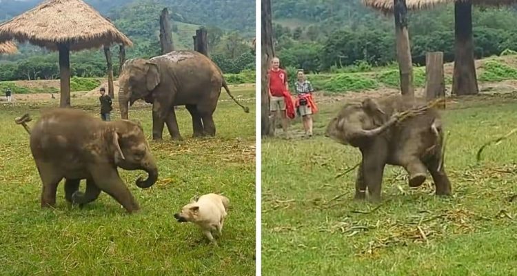 Baby-Elefant spielt Fangen mit Hund - Seine Reaktion auf seinen Misserfolg ist einfach nur süß