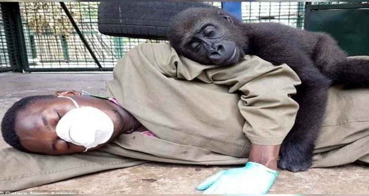 Baby-Gorilla aus Gefangenschaft gerettet: Seine Reaktion zeigt, wie sehr er sich nach Liebe sehnt