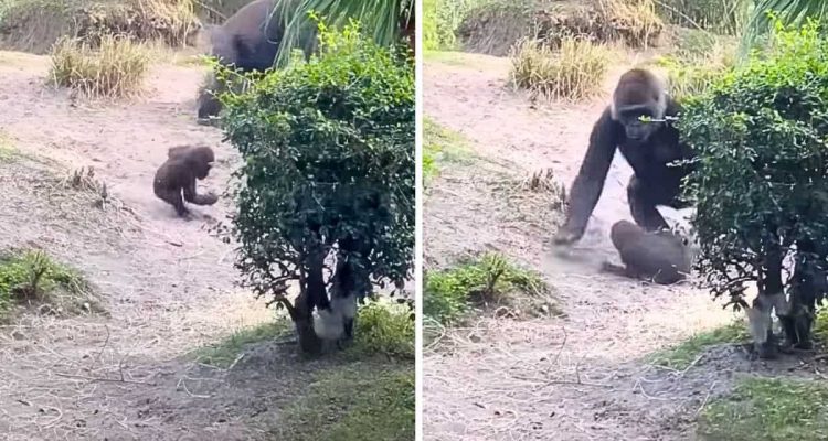 Baby-Gorilla rollt einen Abhang herunter - Die besorgte Reaktion seiner Mutter erwärmt alle Herzen