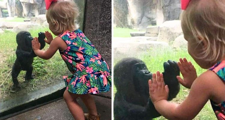Baby-Gorilla trifft kleines Mädchen - ihre besondere Verbindung lässt Millionen Herzen schmelzen