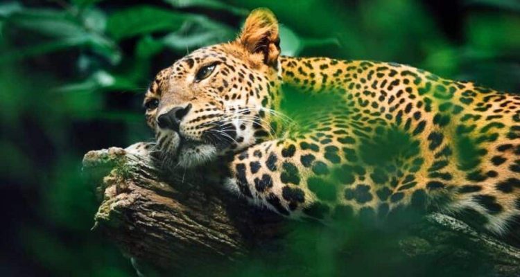 Baby-Jaguar verliert seine Mutter- So lernt er trotzdem in der freien Wildbahn zu überleben