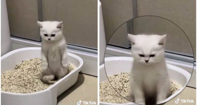 Baby-Katze geht das erste Mal aufs Katzenklo - Ihre Reaktion ist niedlich und lustig zugleich