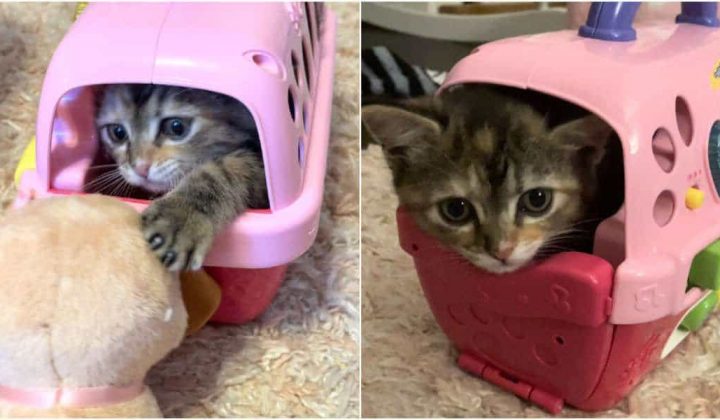 Baby-Katze versteckt sich in Spielzeug-Box für Plüschtiere - die zuckersüßen Bilder gehen viral