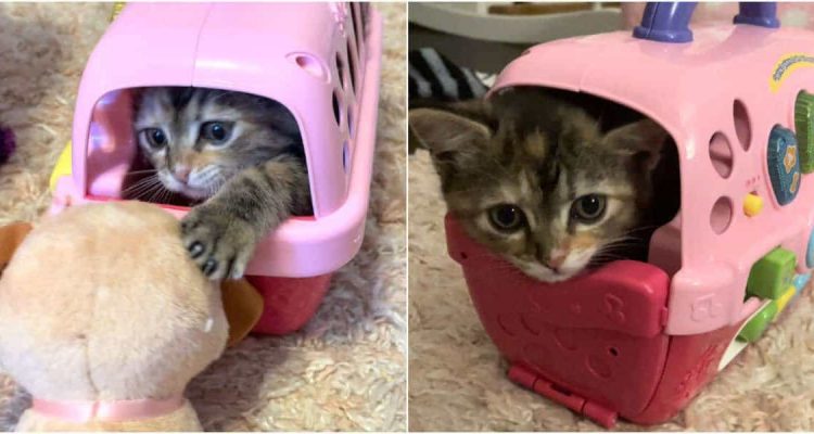 Baby-Katze versteckt sich in Spielzeug-Box für Plüschtiere - die zuckersüßen Bilder gehen viral