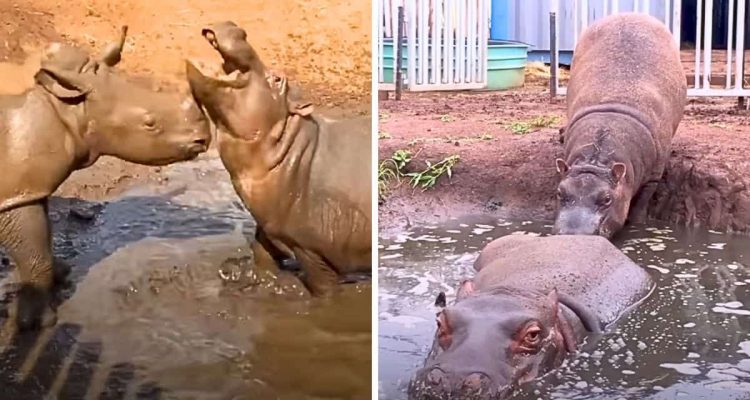 Baby-Nilpferd hält sich für ein Nashorn – So süß ändert ein zweites Baby-Nilpferd sein Leben