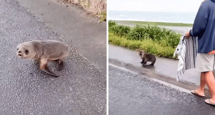 Baby-Robbe hüpft allein und hilflos auf der Straße herum - wie dieses Paar sie rettet, geht ans Herz