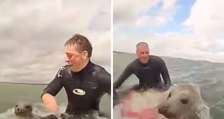 Baby-Seehund verfolgt 2 Surfer - was dann geschieht, ist einfach zum Verlieben