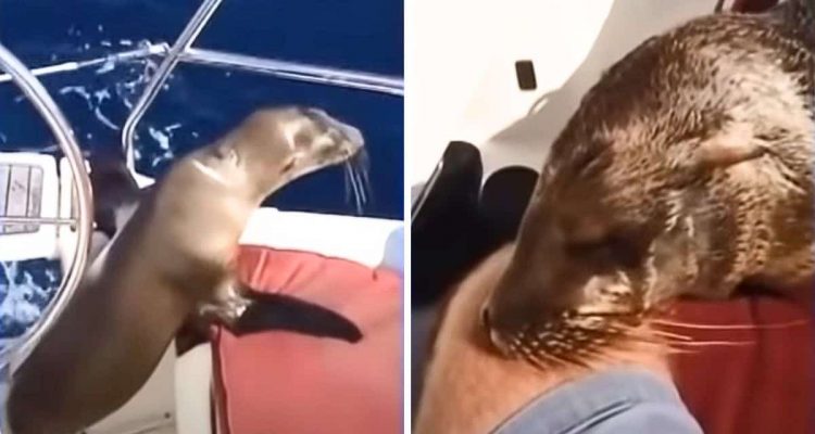 Baby-Seelöwe springt zu Bootsfahrer an Bord - was dann passiert, ist einfach zuckersüß