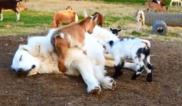 Baby-Ziegen hüpfen auf riesigem Hütehund herum - Seine Reaktion ist einfach unfassbar süß
