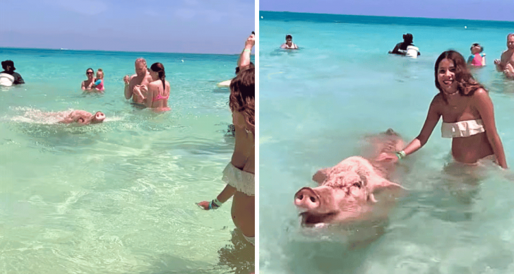 Badeerlebnis der anderen Art- Darum kann man hier mit Schweinen im Meer schwimmen gehen