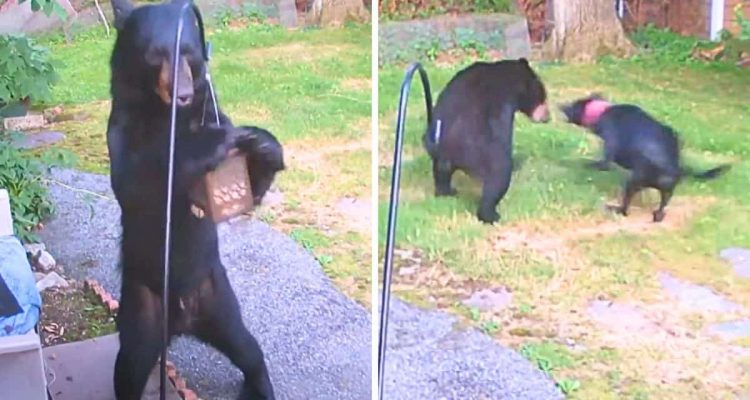 Bär randaliert im Garten- Dann schießt plötzlich ein Hund auf ihn los und das Unfassbare passiert