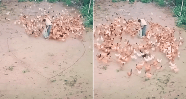 Bauer streut Futter für Hühner auf den Boden - was dann geschieht, ist einfach wunderschön