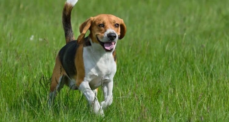 Beagle Vor- und Nachteile