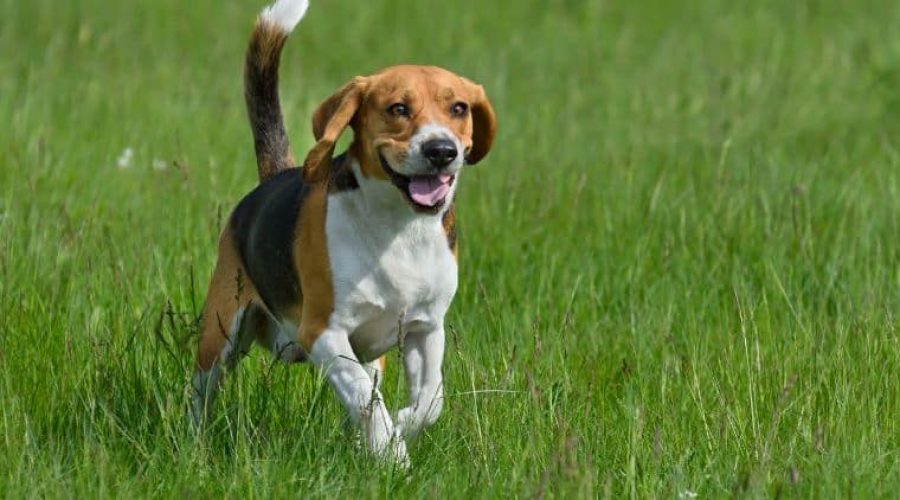 Beagle Vor- und Nachteile