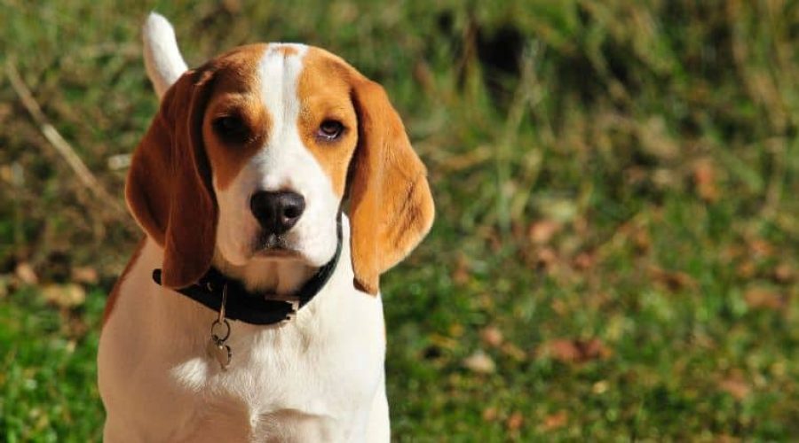 Beagle im Porträt