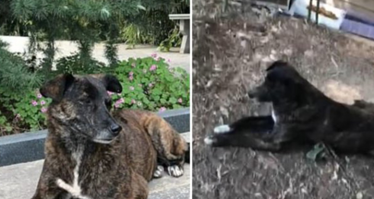 Beeindruckende Treue Ausgesetzter Hund wartet 3 Jahre lang vor Wohnhaus auf seinen Besitzer