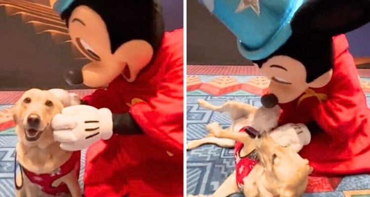 Begleithündin darf zur Belohnung ins Disneyland - ihre Reaktion auf Mickey Maus ist unfassbar süß