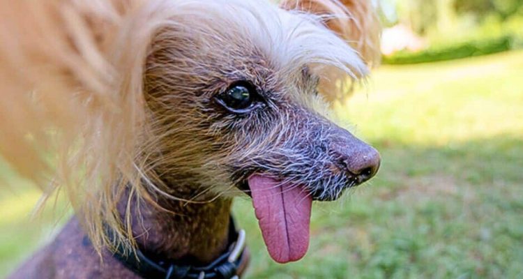 Behinderter Hund wird zum “Hässlichsten Hund 2023” ernannt - aus diesem Grund ist das eine Ehre
