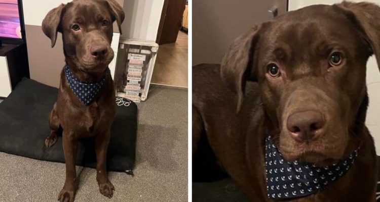 Besitzer hatten “kein Geld und keine Zeit” für ihn - Liebenswerter Labrador sucht neues Zuhause