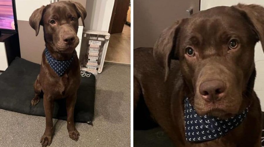 Besitzer hatten “kein Geld und keine Zeit” für ihn - Liebenswerter Labrador sucht neues Zuhause