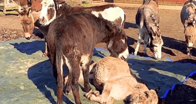 Besitzer kommt, um toten Esel von der Weide zu holen - die Reaktion der Herde ist herzzerreißend