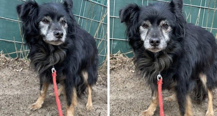 Besitzer konnte sich nicht mehr um Hund kümmern - Wer schenkt Hunde-Opi “Mika” ein Zuhause