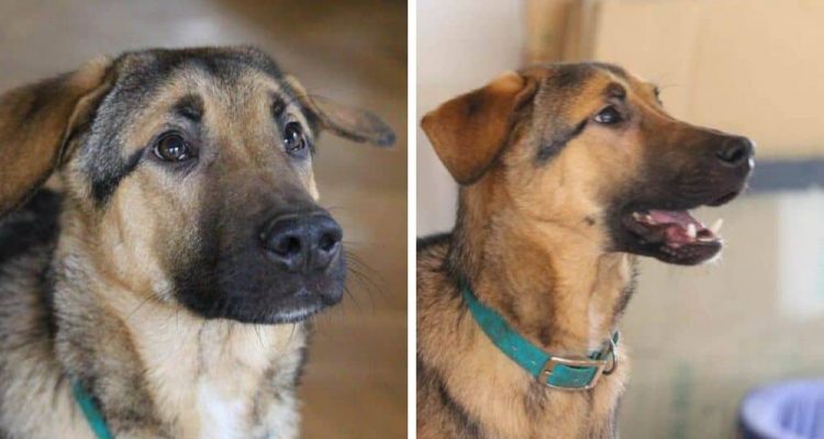 Besitzer ließen ihn fast verhungern und verdursten Schäferhund “Michl” ging durch die Hölle