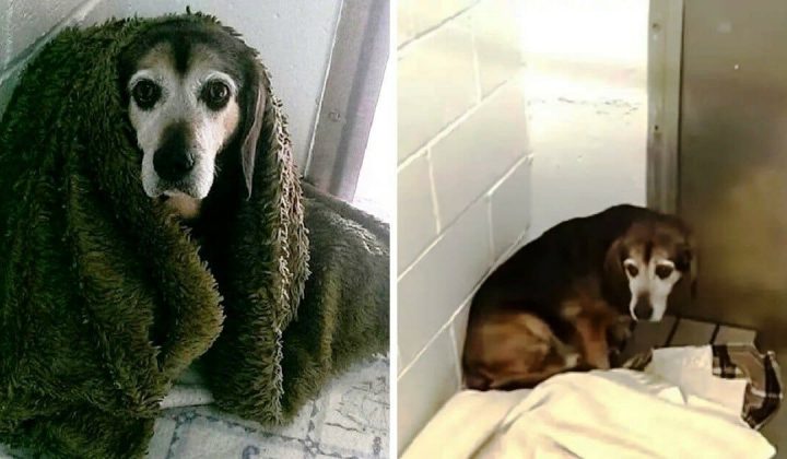 Besitzer trifft 2 Jahre vermissten Hund wieder “Ich hatte Angst, dass er mich nicht mehr erkennt”