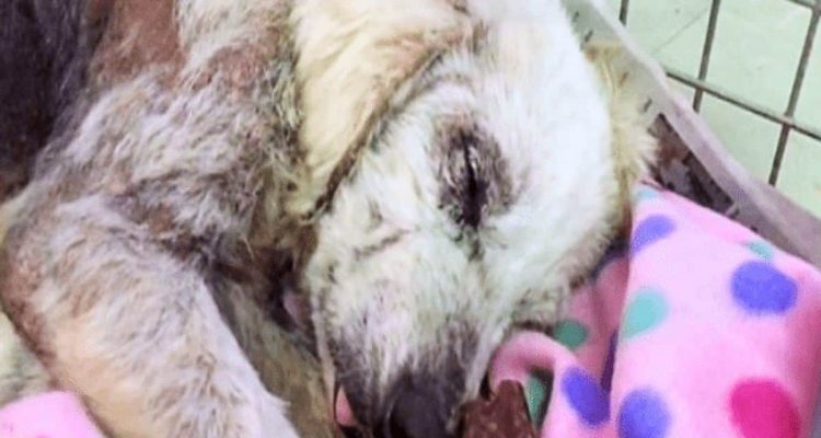 Besitzer versucht 3-mal, seine Hündin zu töten - wie sie nach ihrer Rettung aufblüht, ist unfassbar