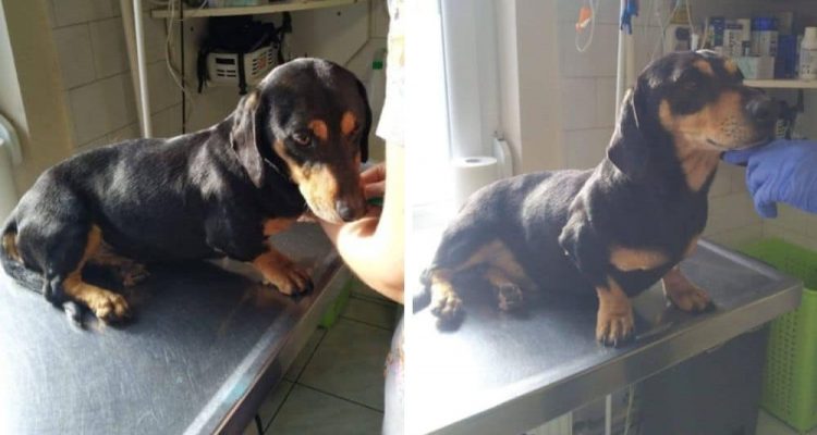 Besitzerin lässt Hund eiskalt in Tötungsstation zurück - Wer rettet liebenswerten Dackel “Mancs”