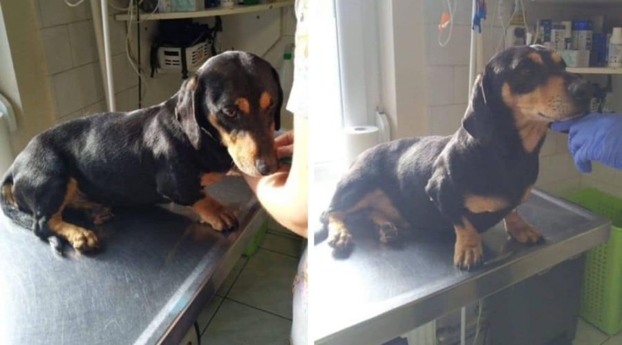 Besitzerin lässt Hund eiskalt in Tötungsstation zurück - Wer rettet liebenswerten Dackel “Mancs”