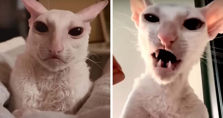 Besuch aus dem Weltall Alien-Katze überrascht alle mit ihrem einzigartigen Aussehen 