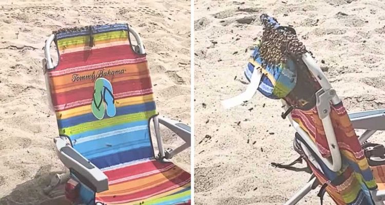 Bienen fliegen zum Strand - was sie dort tun, ist der Wahnsinn