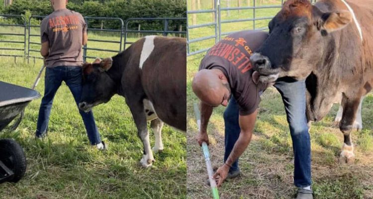 Blinde alte Kuh findet neues Zuhause - wie sie ihren Rettern dankt, lässt alle Herzen schmelzen